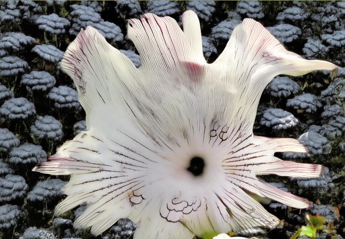 巴萨河床巅峰对决：历史碰撞，激情盛宴